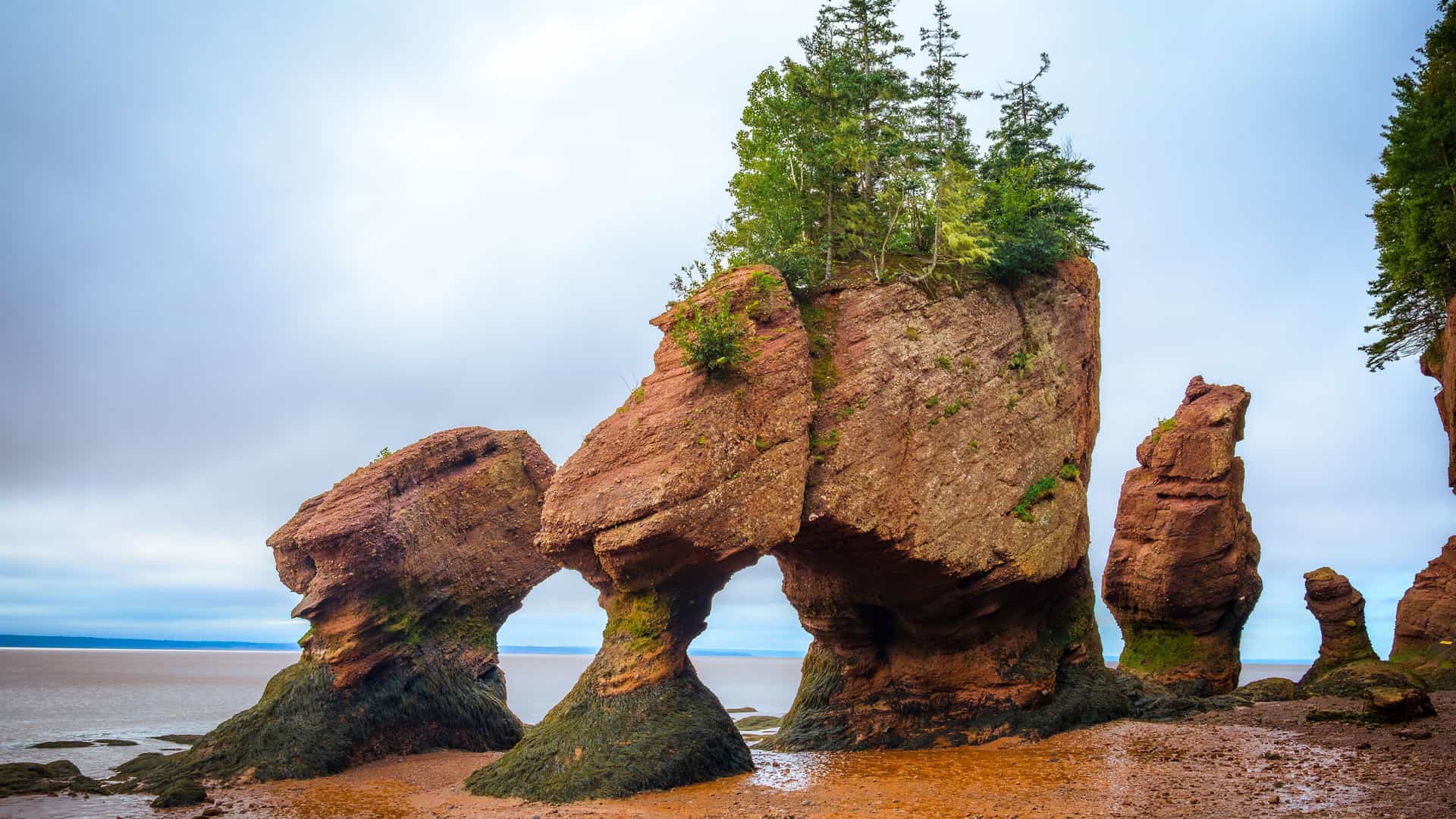 "A dramatic low-tide view of the Hopewell Rocks in Moncton, Canada, showcasing the uniquely shaped rock formations with trees on top, also known as flowerpot rocks, on a brown sand beach. "