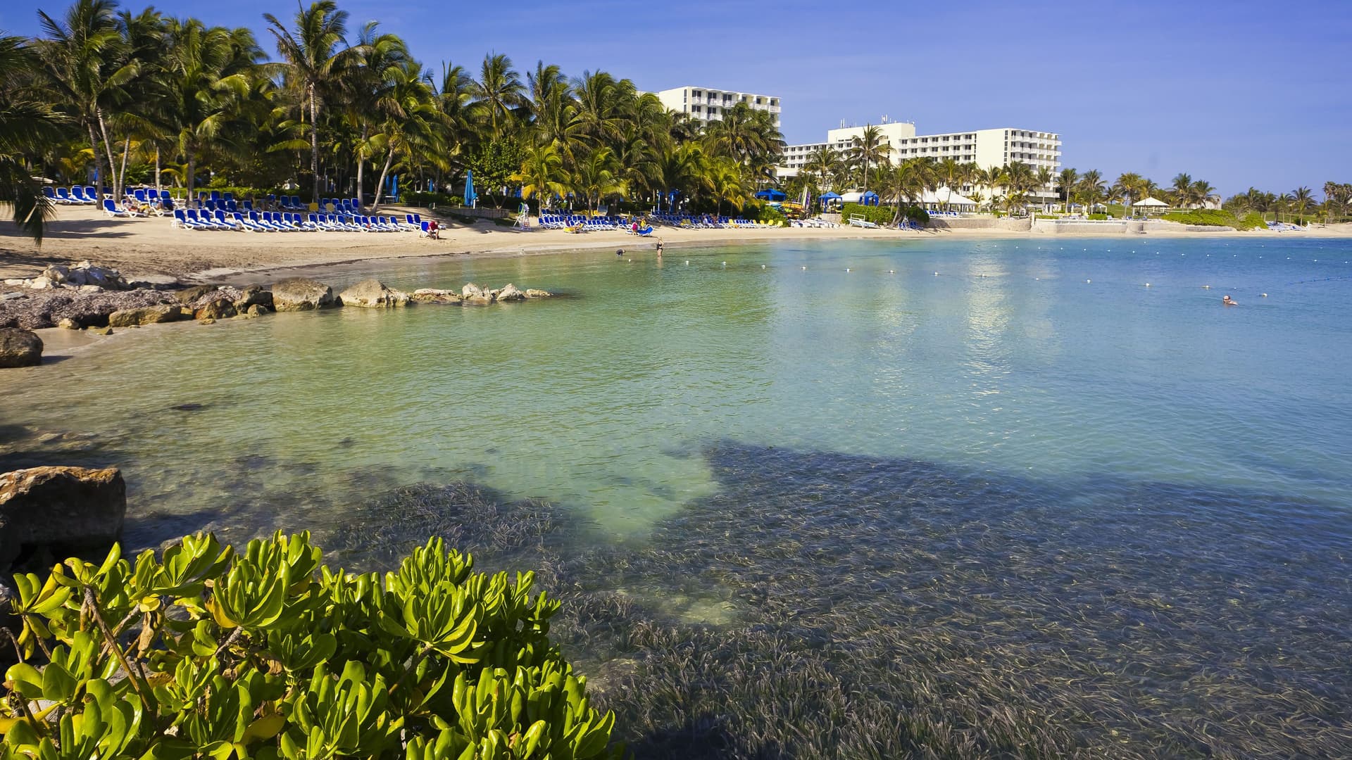 A scenic beach in Montego Bay, Jamaica, with a long line of palm trees and resort hotels along the white sand, and a large school of fish visible in the clear blue water.