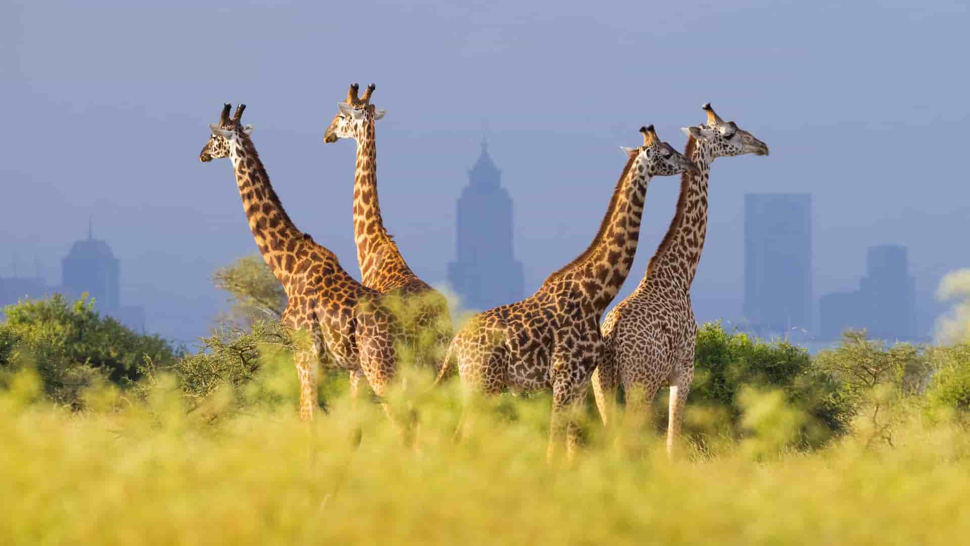 "A unique scene of a group of giraffes in a field of tall grass with the modern city skyline of Nairobi, Kenya, in the hazy background. "