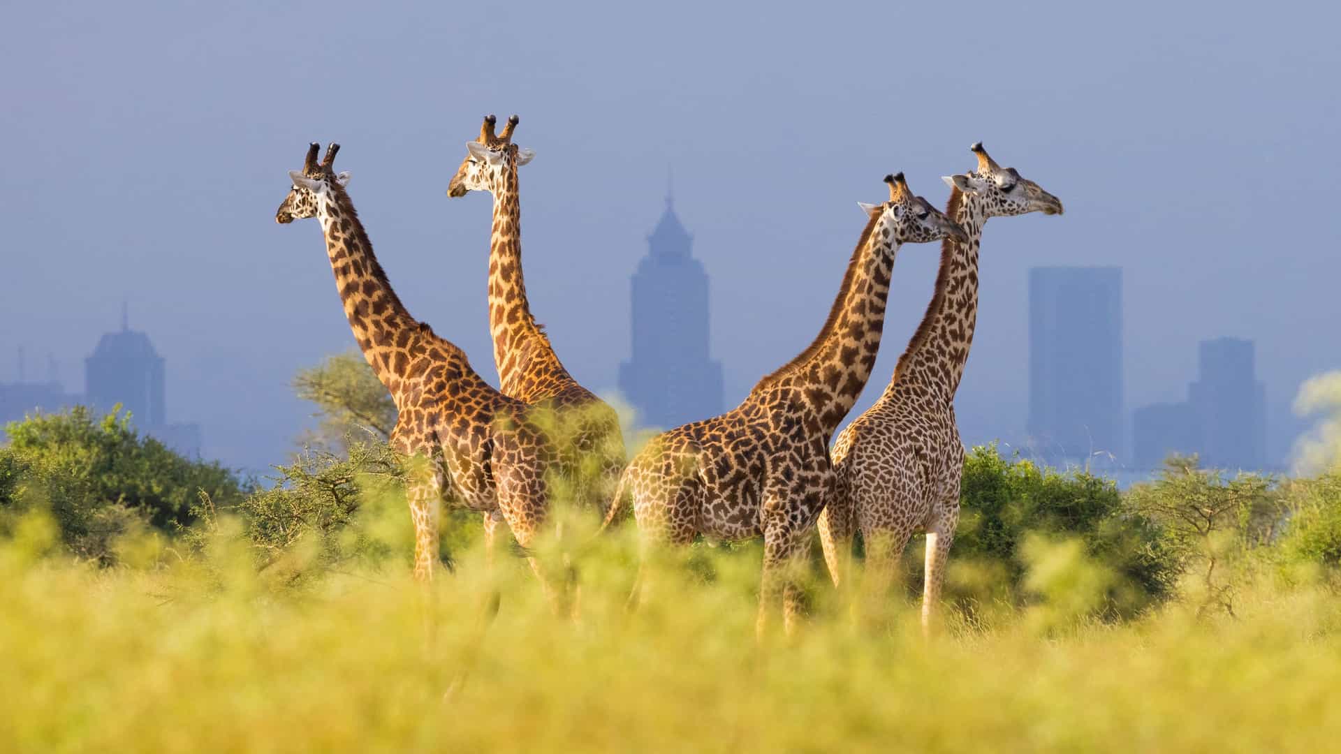 "A unique scene of a group of giraffes in a field of tall grass with the modern city skyline of Nairobi, Kenya, in the hazy background. "