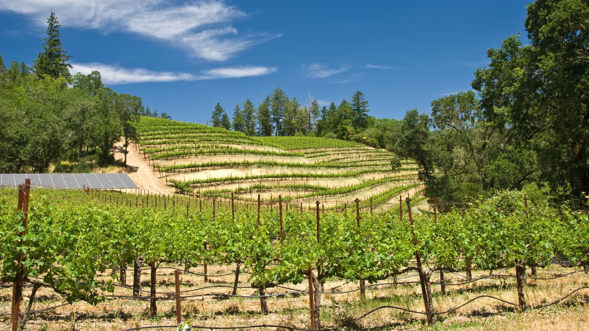 A bright, sunlit landscape photo of a vineyard in the Napa Valley wine-growing region of California. The image shows numerous parallel rows of green grapevines stretching from the foreground toward the base of a distant, hazy mountain range. The sky is a clear blue.