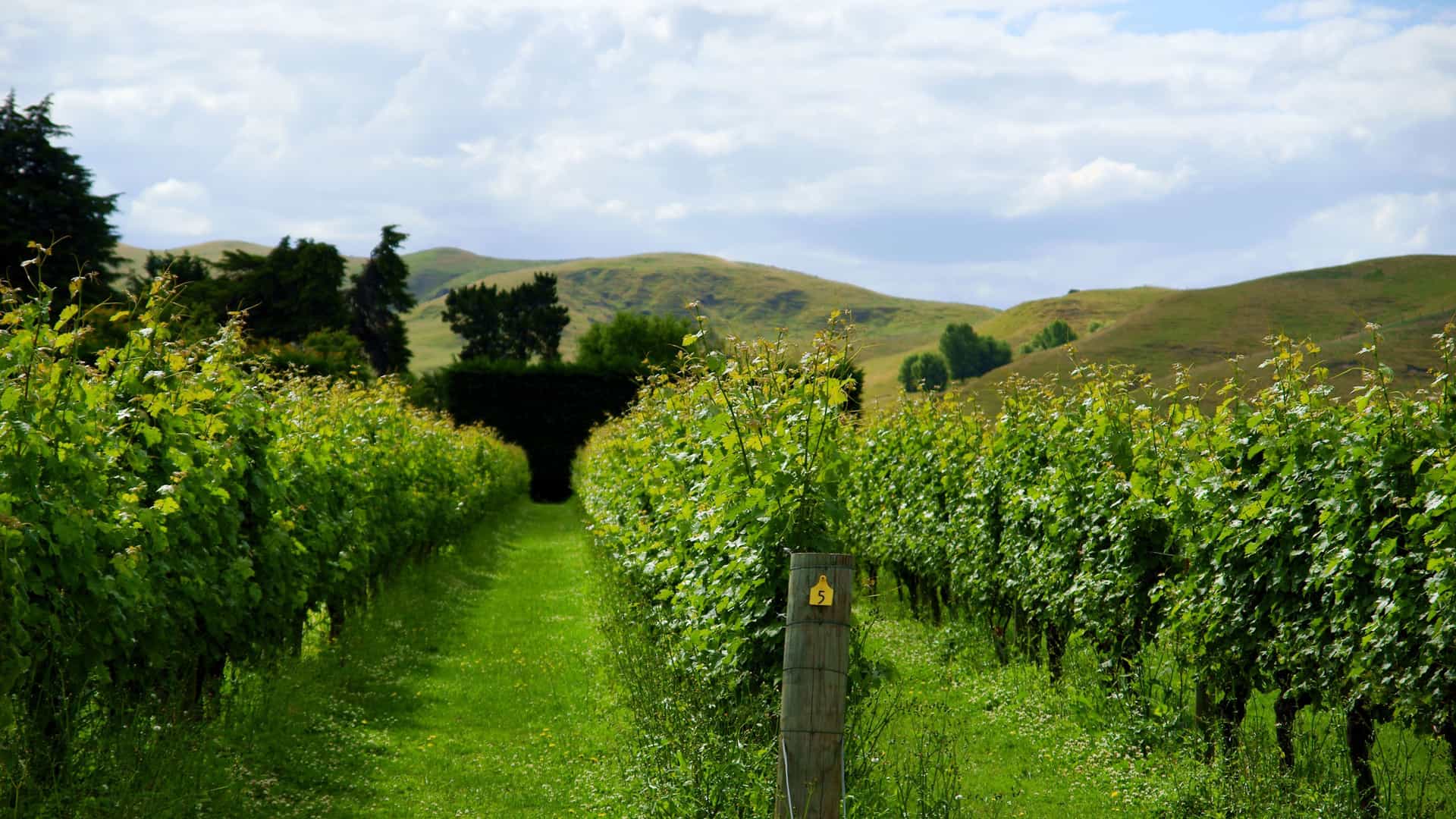 A view down the rows of a vineyard in Napier, New Zealand, with rolling green hills and a cloudy sky in the background.