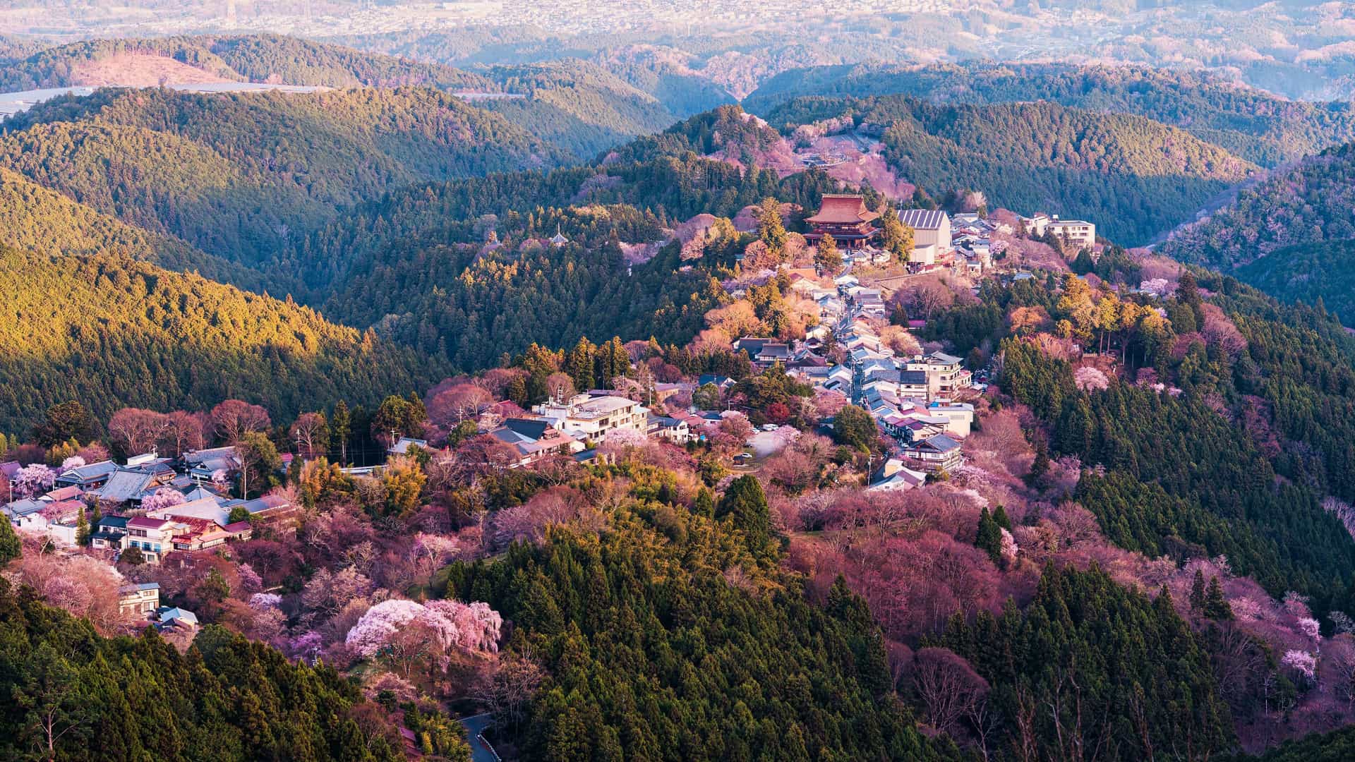 An aerial view of the Yoshinoyama area in Nara, Japan, showing a mountainside covered in lush trees and a town with historic temples nestled among the cherry blossoms.