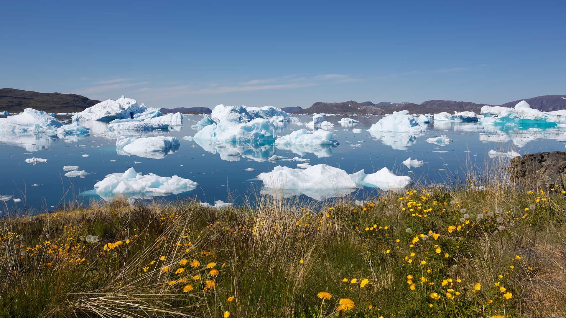 A stunning landscape with large icebergs floating in the still, blue water of a fjord near Narsaq, Greenland, with wildflowers in the foreground and mountains in the distance.