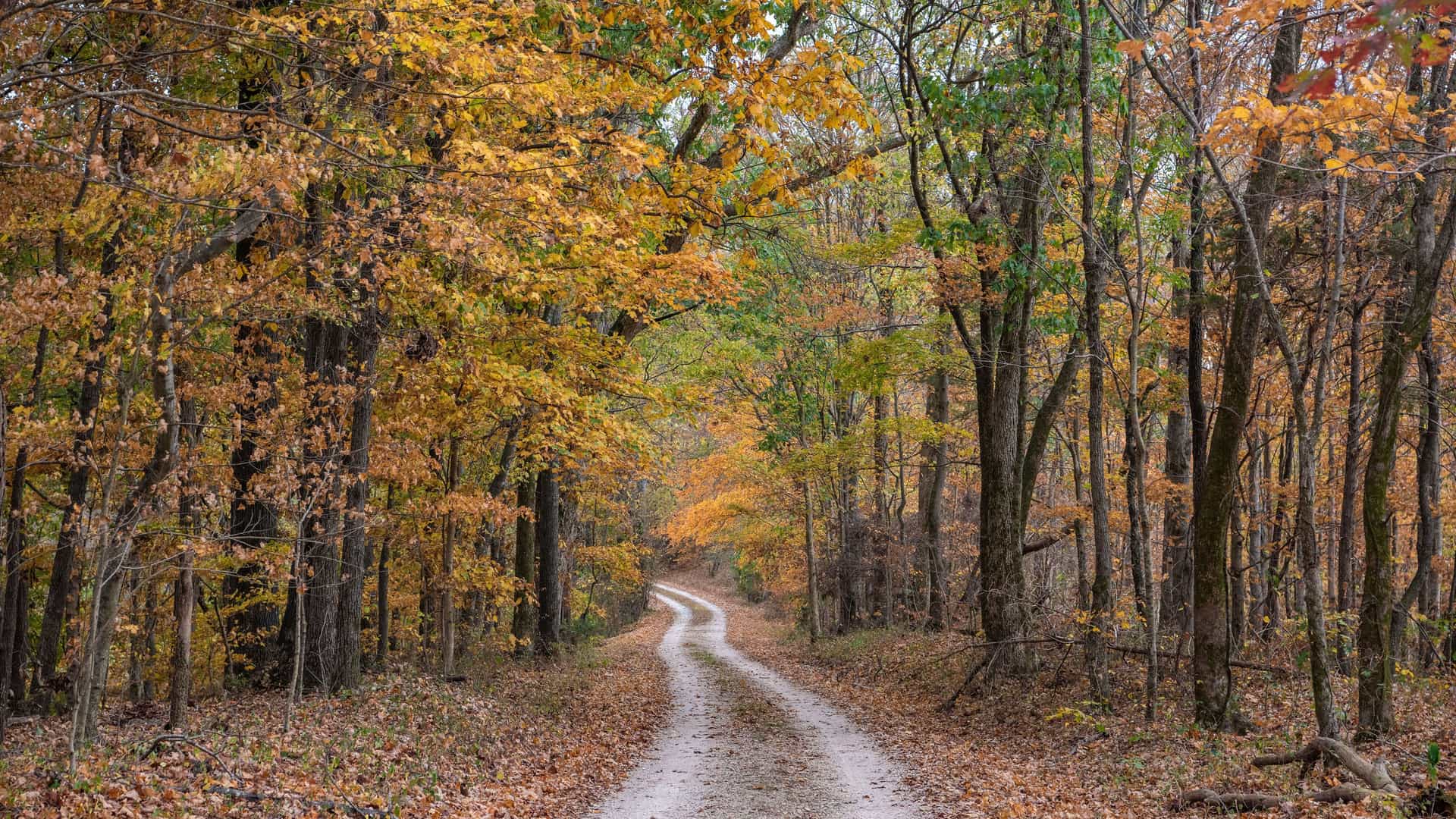 A quiet, unpaved road winds through a dense forest in Natchez, Mississippi, with the trees showcasing vibrant orange, yellow, and green foliage during the autumn season.