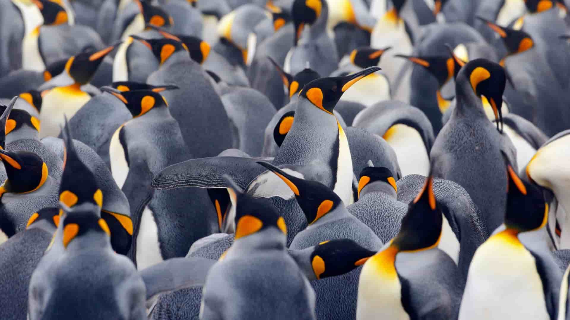 A large colony of King penguins on New Island, Falkland Islands, with some adults showing off their distinctive orange-yellow neck and head markings.