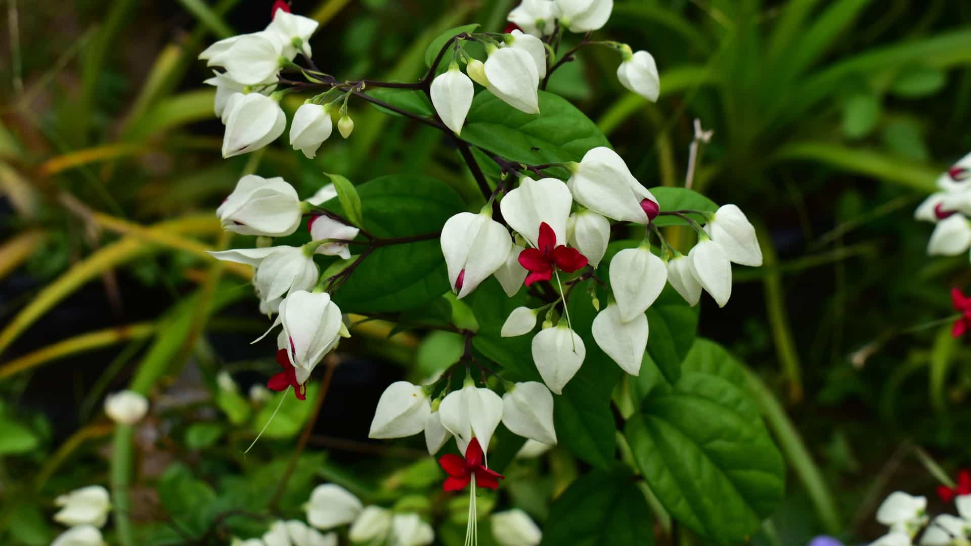 A close-up of a beautiful flowering plant with striking white blossoms and red centers, surrounded by lush green foliage, a common sight in New Mangalore, India.