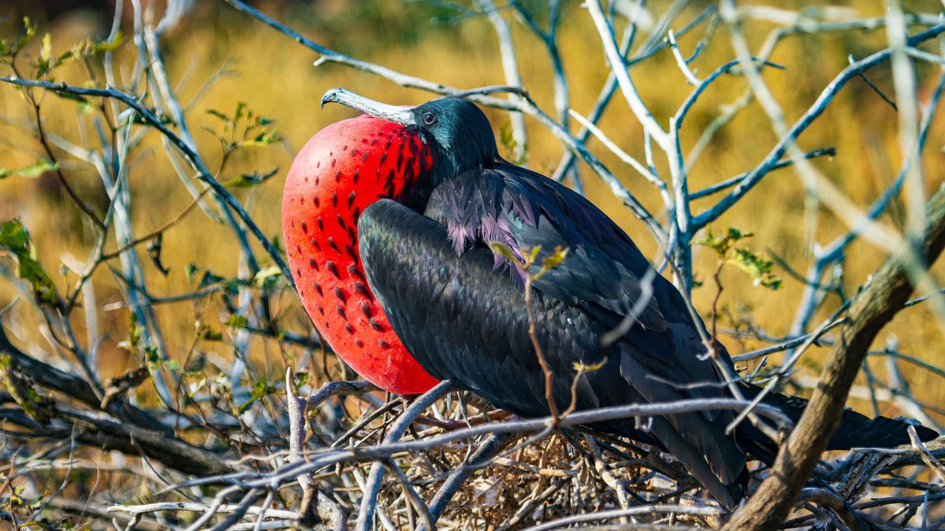 A striking male Magnificent Frigatebird with its large red gular sac fully inflated, sitting in a nest on North Seymour Island, Galapagos.