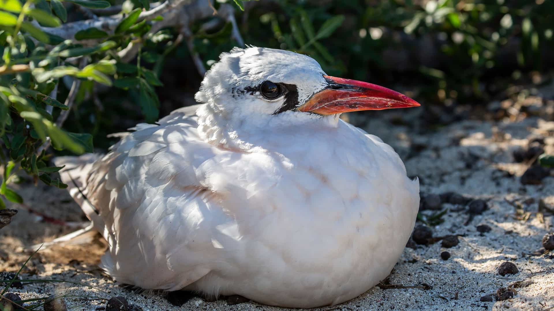 A close-up of a white-tailed tropicbird with a bright red beak, a native seabird of Madagascar, resting on the sandy ground of Nosy Ve island.