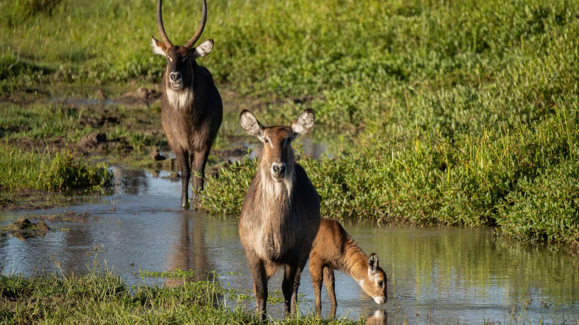 "A wildlife shot of three waterbuck, an adult male, a female, and a calf, standing in a muddy stream in Solio Game Reserve, a popular attraction near Nyeri, Kenya. "
