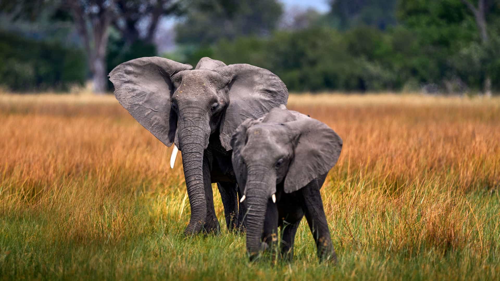 "A beautiful wildlife shot of a mother elephant and her calf walking through the tall, dry grass of the Okavango Delta in Botswana. "