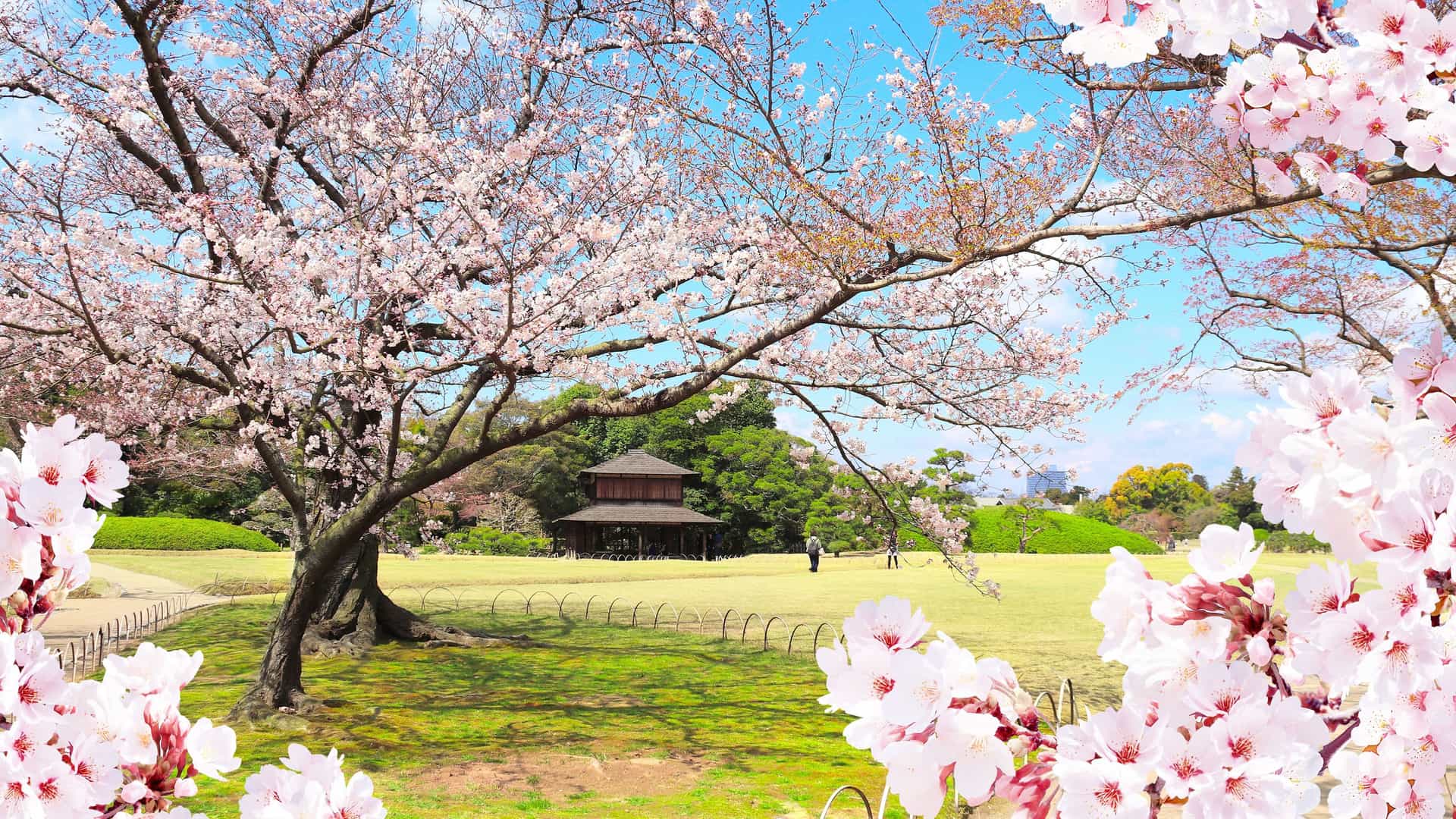 "A stunning shot of a large cherry blossom tree in full bloom in the beautiful Korakuen Garden in Okayama, Japan, with a traditional Japanese house in the background. "