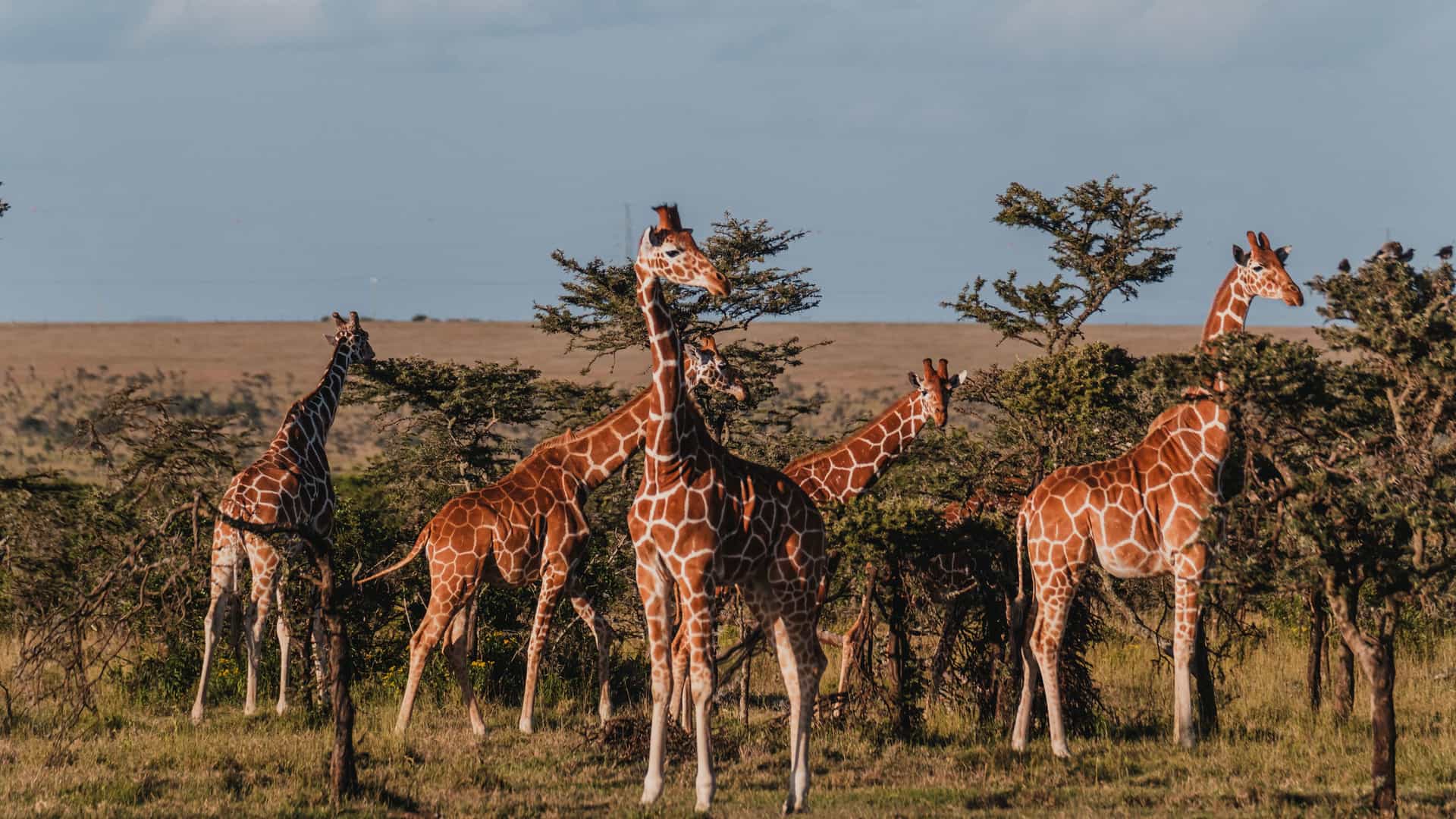 "A wildlife shot of a herd of Rothschild's giraffes with their distinctive patterns, standing among acacia trees in the Ol Pejeta Conservancy in Kenya. "