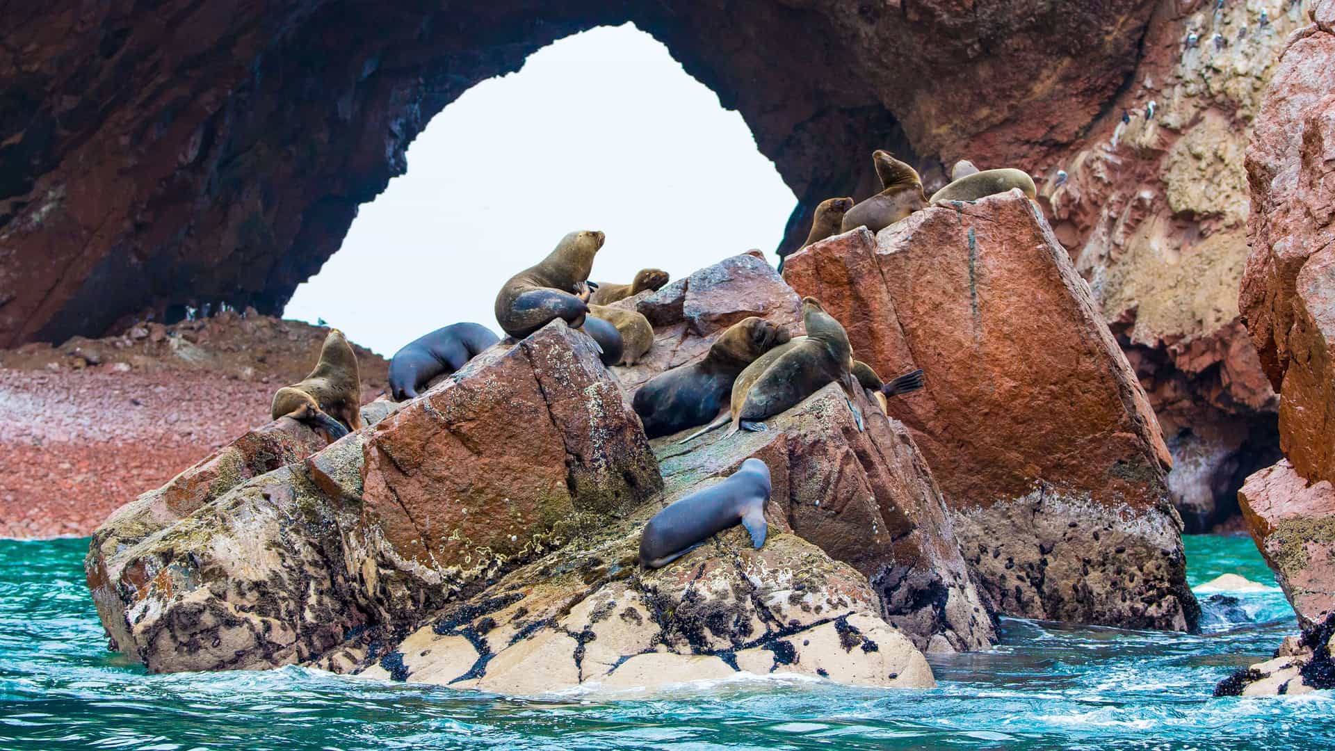A large group of sea lions sunbathing on a rocky outcrop in the sea, a common sight at the Paracas National Reserve in Peru.