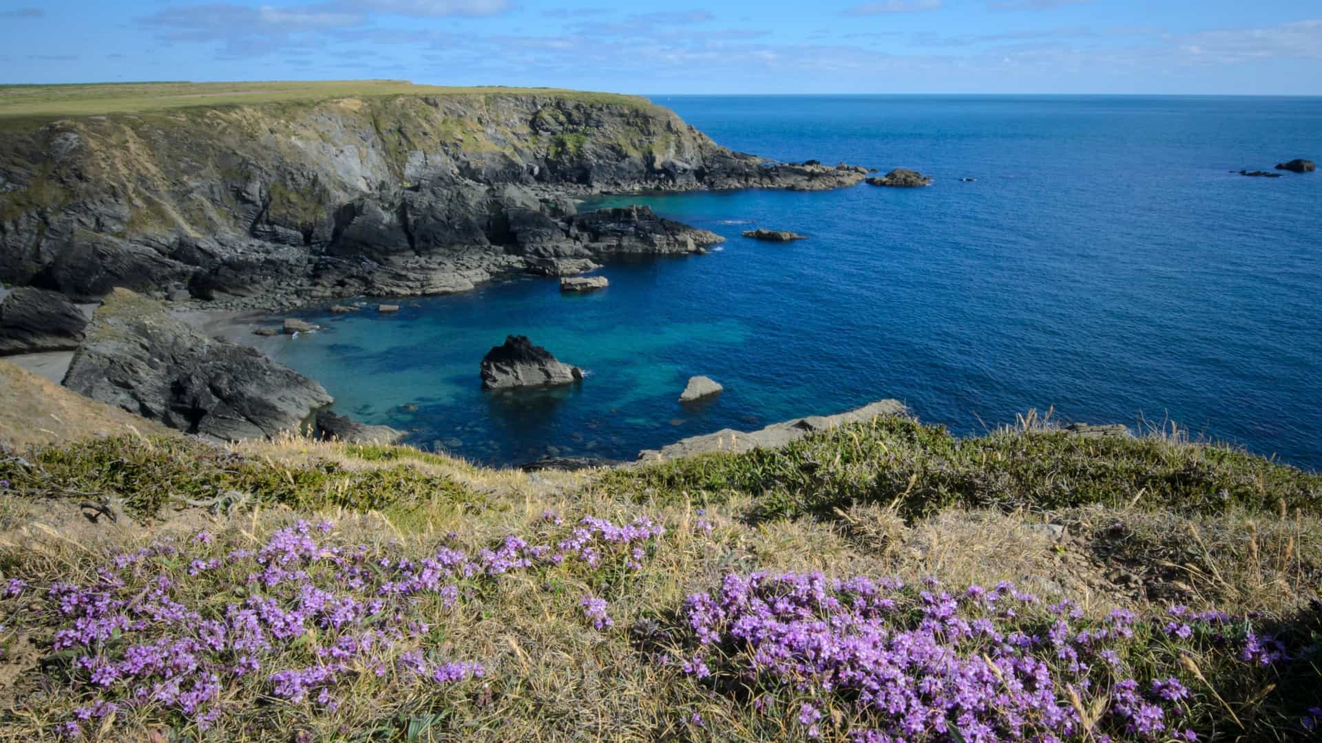 Purple wildflowers frame a view of rugged cliffs and a cove with brilliant turquoise water in Pembrokeshire Coast National Park, Wales.