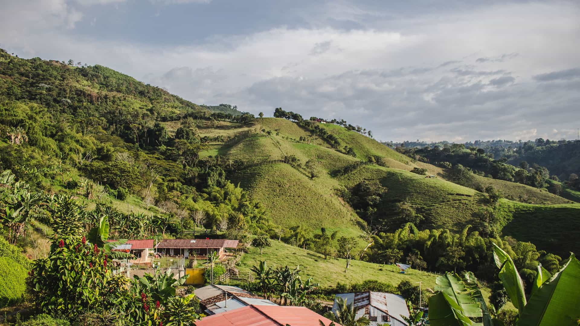 "A panoramic shot of the lush green hills and valleys of Pereira, Colombia, with rural houses and coffee plantations in the foreground under a cloudy sky. "