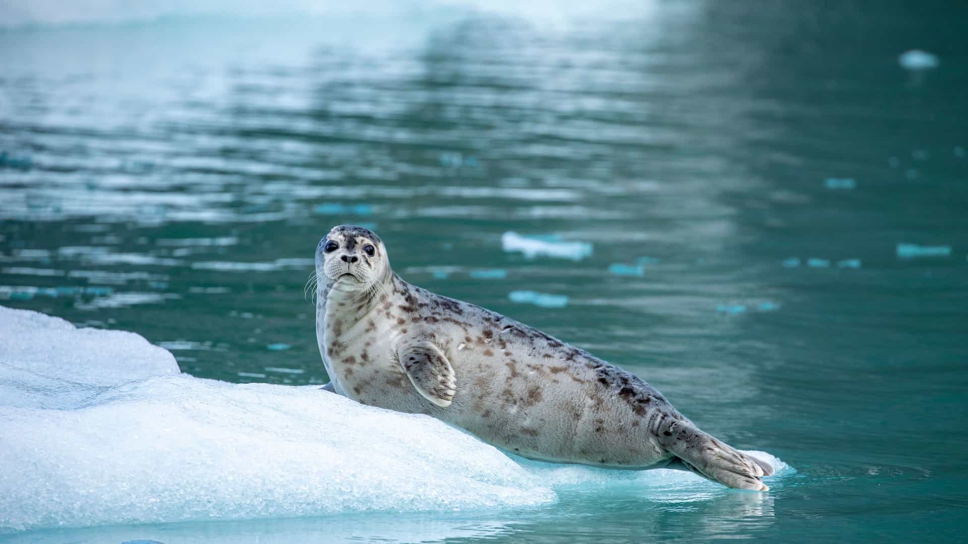 A spotted harbor seal resting on an ice floe in the water near Petersburg, Alaska, a common sight for wildlife tourists.