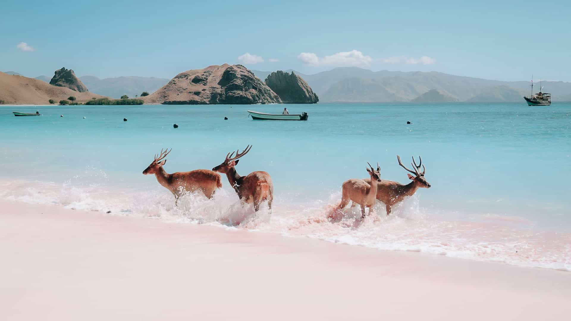 A group of wild Timor deer splashing and wading in the turquoise waters of the famous Pink Beach on Komodo Island in Indonesia, with a clear sky and hills in the background.