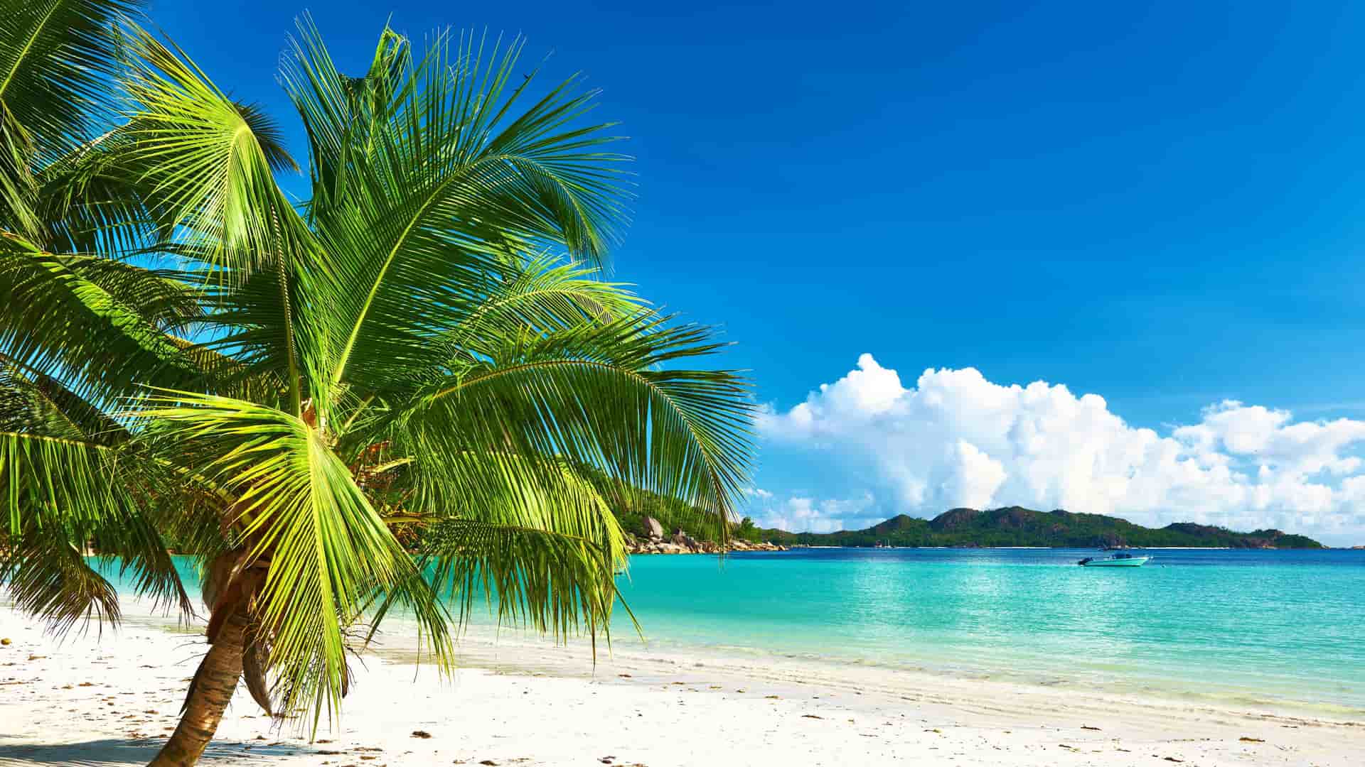 A pristine beach on Praslin Island, Seychelles, with a bright palm tree, calm turquoise water, white sand, and a boat near an island in the background.