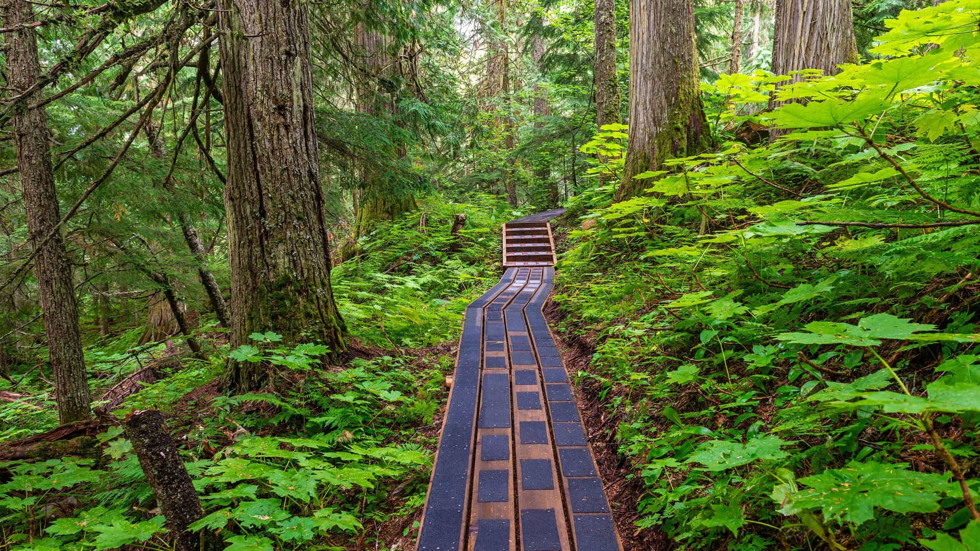 A wooden boardwalk path winds through a dense, lush green forest. The path, made of dark and light wood planks, leads viewers through a scene filled with tall tree trunks and a thick undergrowth of ferns and other foliage.