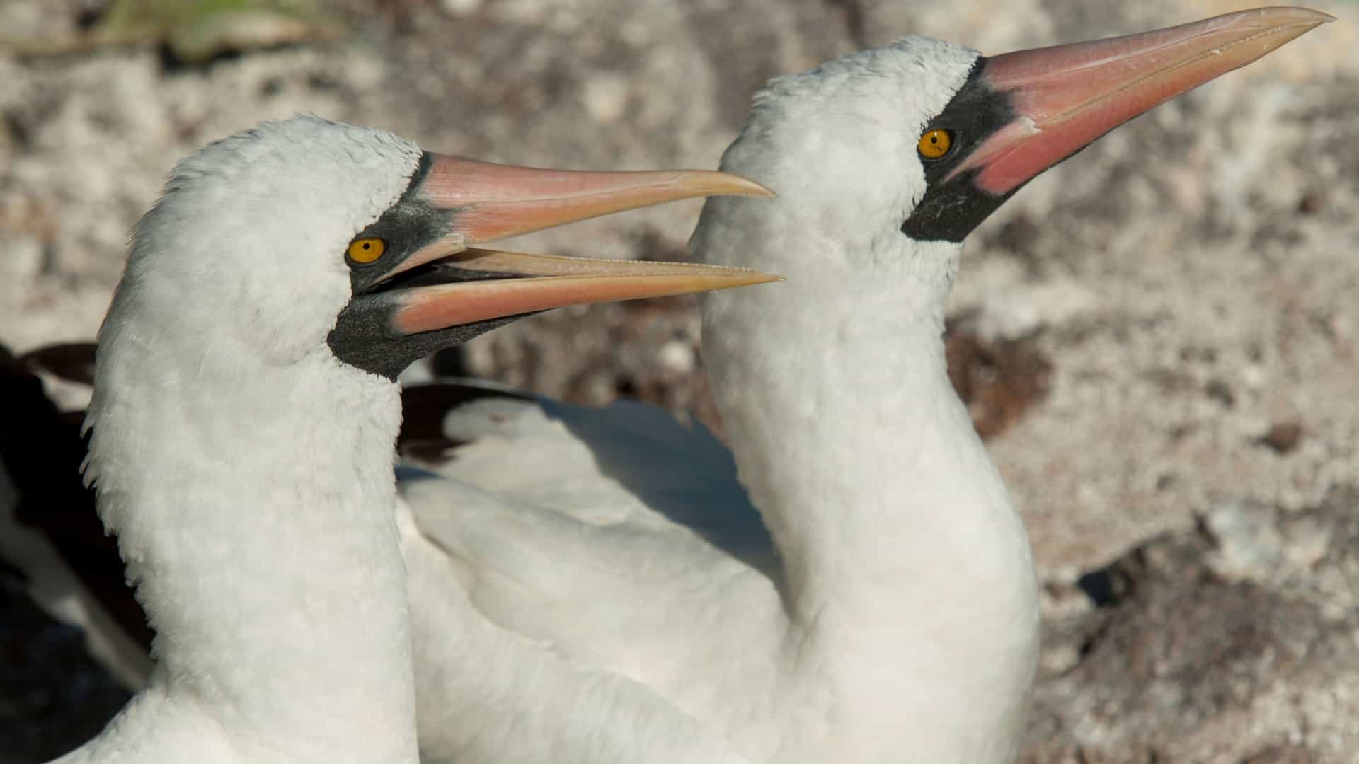 A close-up of two Nazca boobies standing on the rocky cliffs of Prince Philip's Steps on Genovesa Island in the Galapagos.