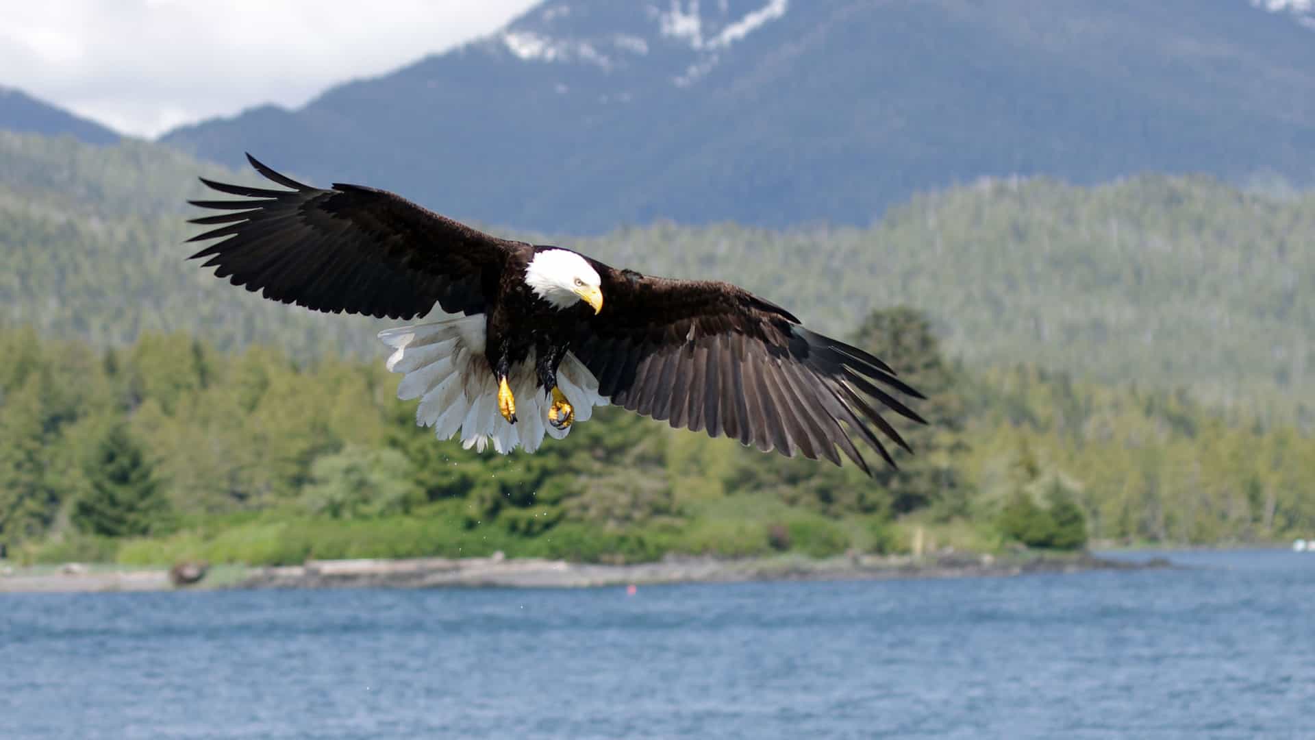 A magnificent bald eagle soars with its wings spread wide above the water, with snow-capped mountains and a forest in the background near Prince Rupert, British Columbia.