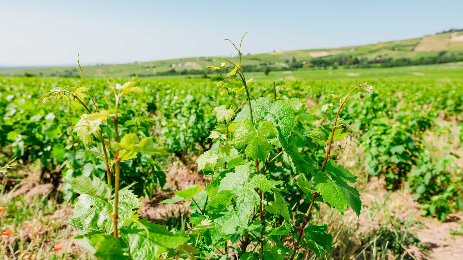 A close-up of bright green grapevine leaves and new shoots growing in a vast, sunny vineyard in the French countryside.