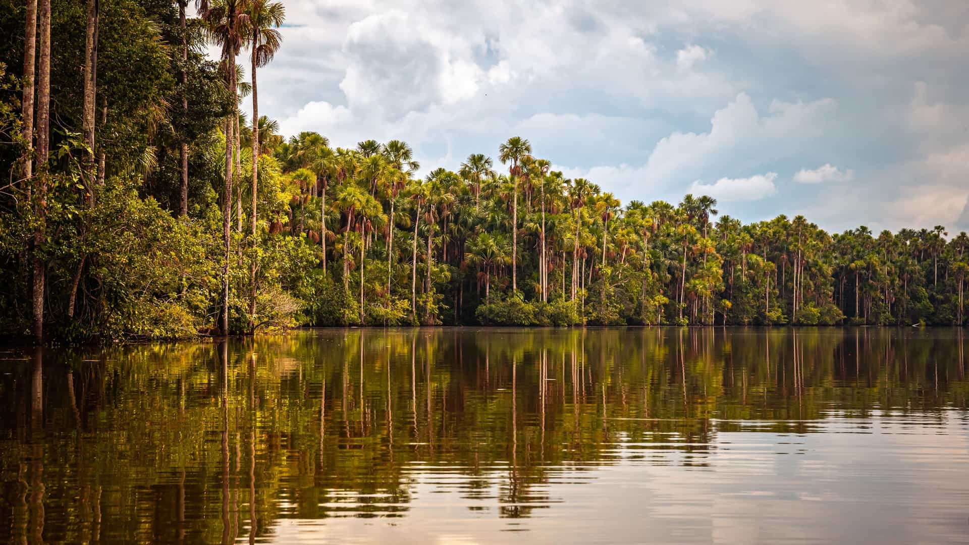 A serene view of a wide river in the Amazon rainforest near Puerto Maldonado, Peru. The calm, dark water perfectly reflects the dense line of tall palm trees and lush green foliage on the opposite bank under a sky filled with large, white clouds.