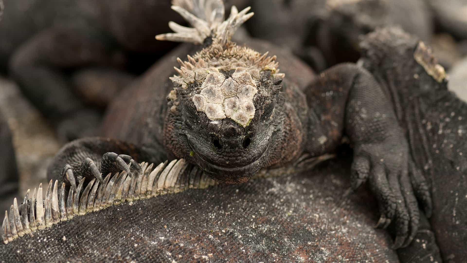 A close-up shot of a marine iguana, a unique species from the Galápagos Islands, basking in the sun among a group of other iguanas on the lava rocks of Punta Espinoza.
