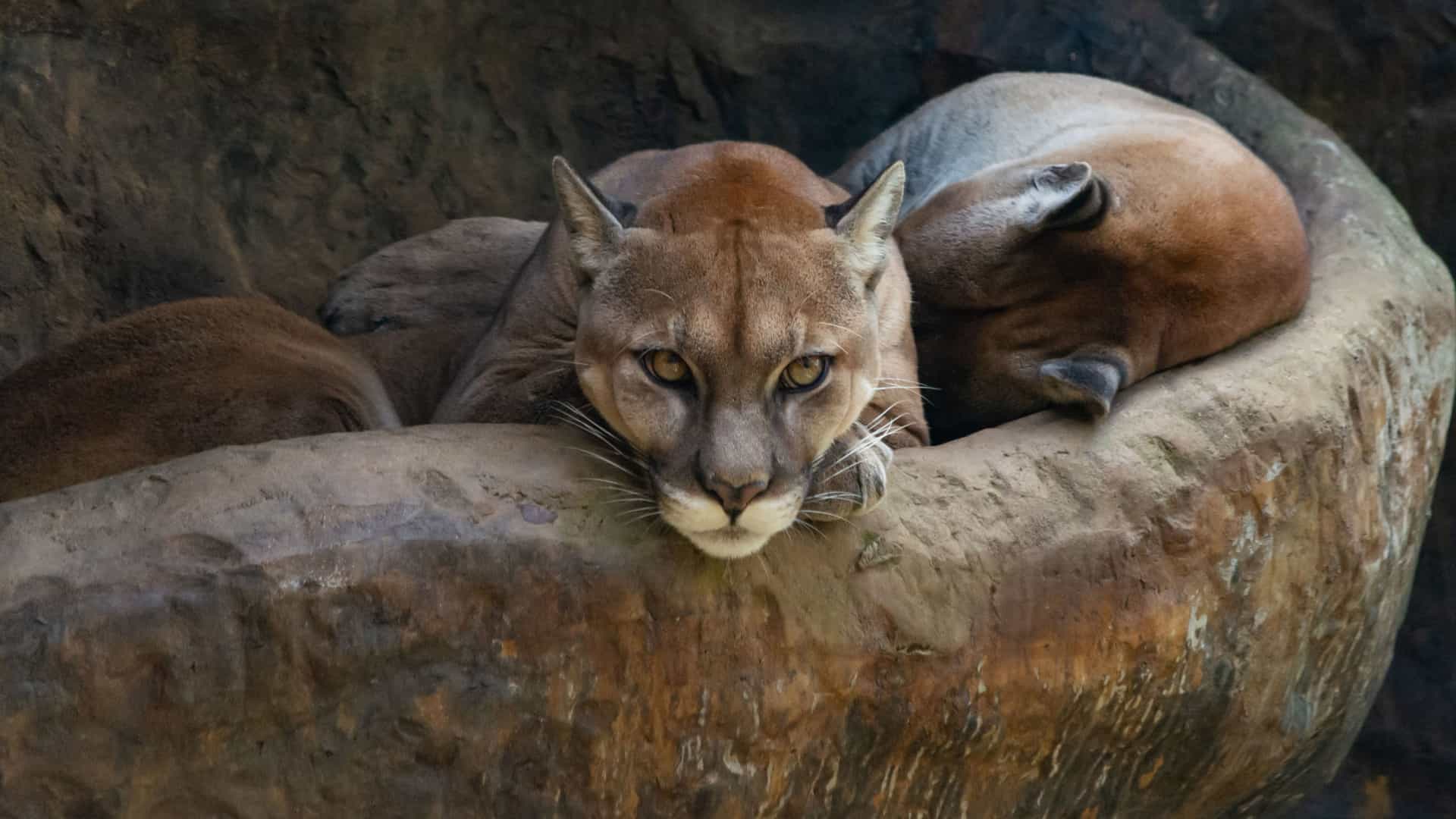 A close-up shot of two cougars, or pumas, resting on a rocky ledge. The cougar in the foreground looks directly at the camera, its tawny-colored face and alert eyes focused, while the other cougar is curled up and resting behind it.