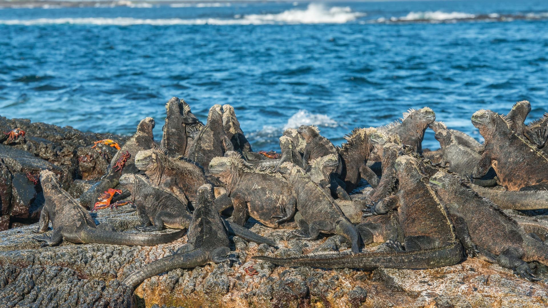 A group of marine iguanas, a native species of the Galápagos Islands, sunning themselves on a rocky lava shoreline with the deep blue ocean and white waves in the background at Punta Moreno.