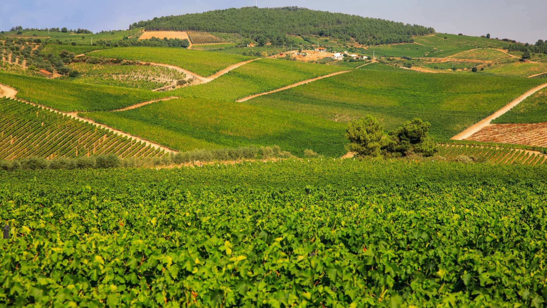 A stunning panoramic landscape of the Quinta da Avessada winery in the Douro Valley, Portugal, with endless, rolling green terraced vineyards under a clear blue sky.