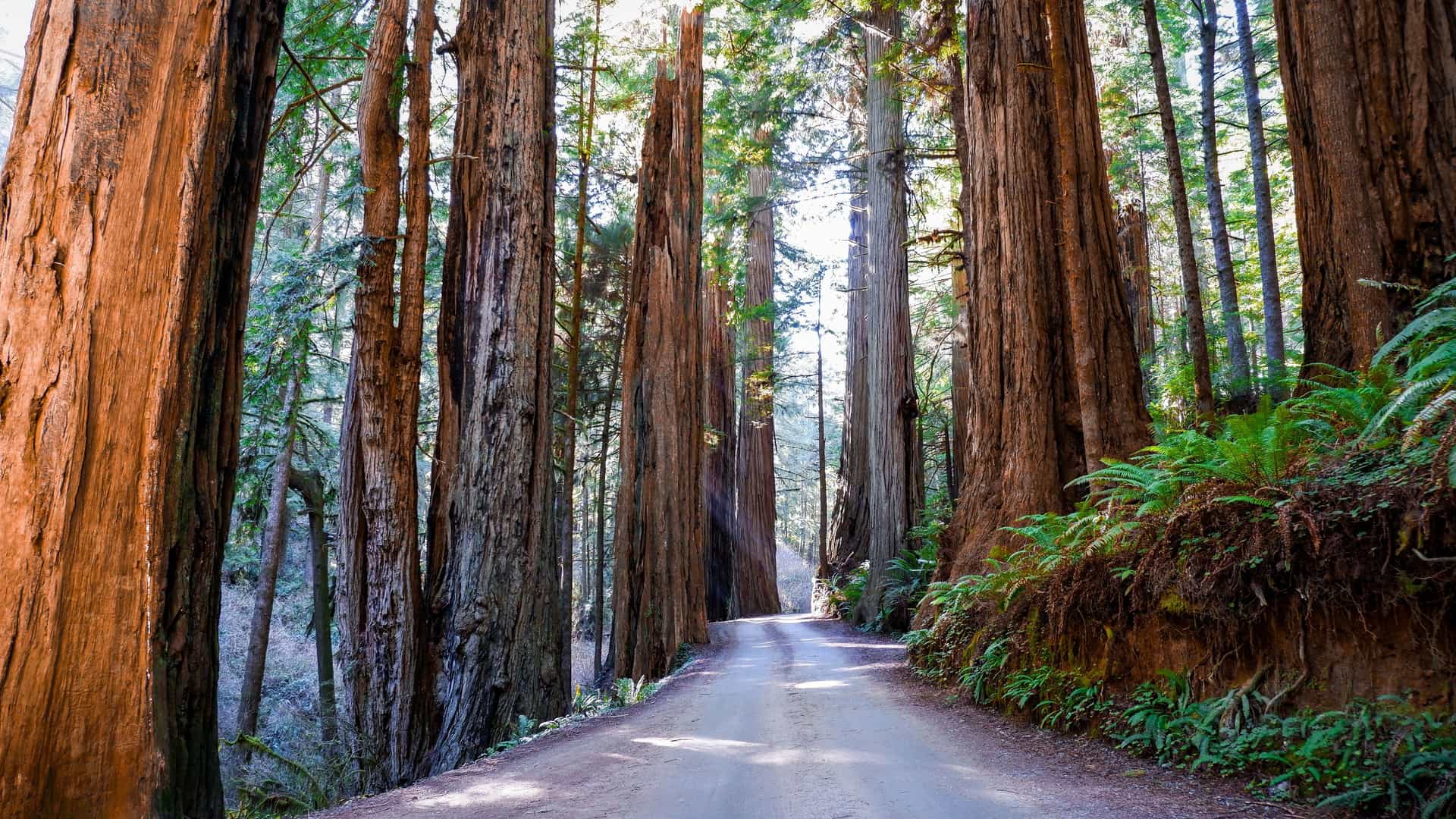 "A scenic view of a winding road through a majestic forest of giant redwood trees in Redwood National Park, California. Beams of sunlight filter through the dense canopy, illuminating the colossal tree trunks and the lush green ferns growing along the roadside. "
