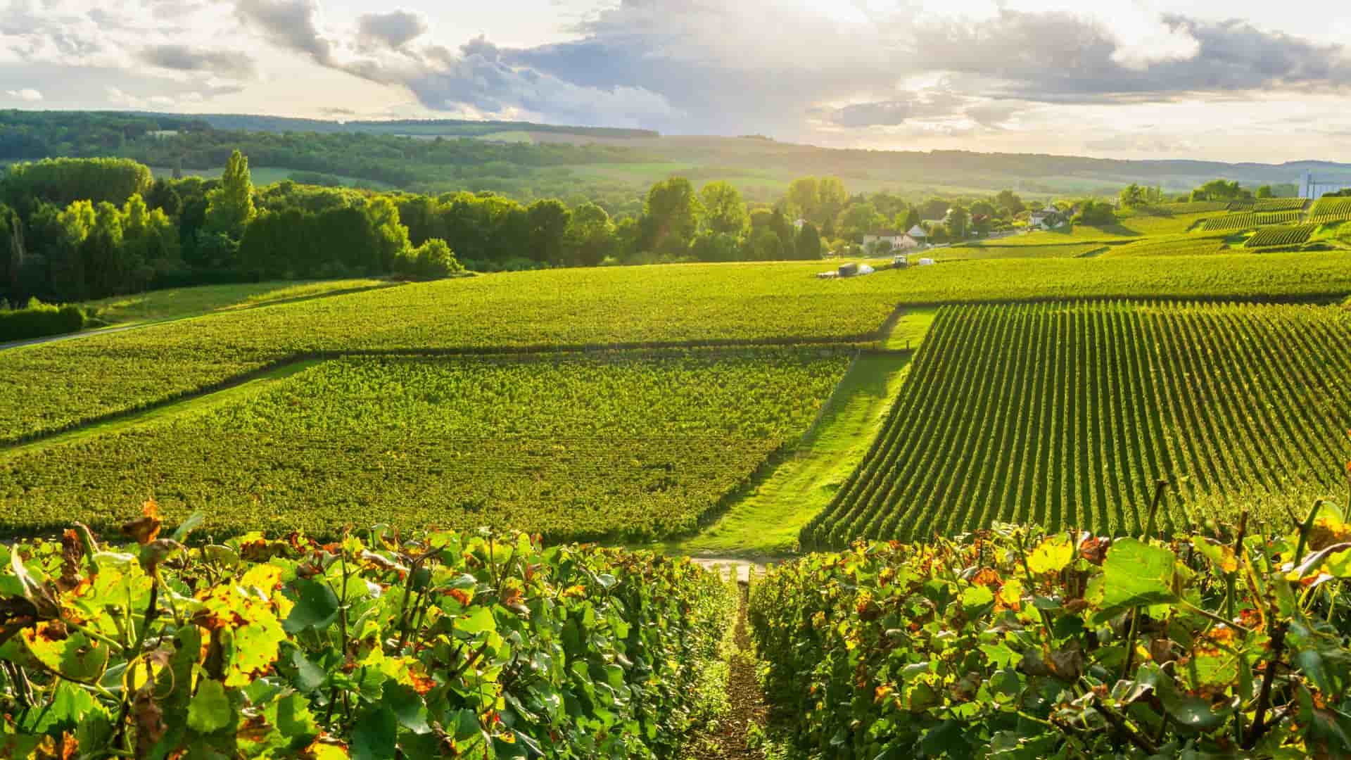 A stunning view of rolling green vineyards in the Champagne region of France, near the city of Reims, with the sun setting over the scenic countryside.