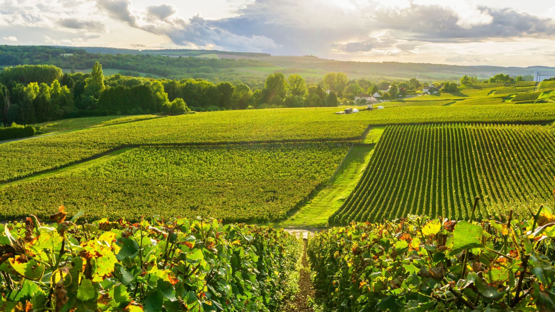 A stunning view of rolling green vineyards in the Champagne region of France, near the city of Reims, with the sun setting over the scenic countryside.