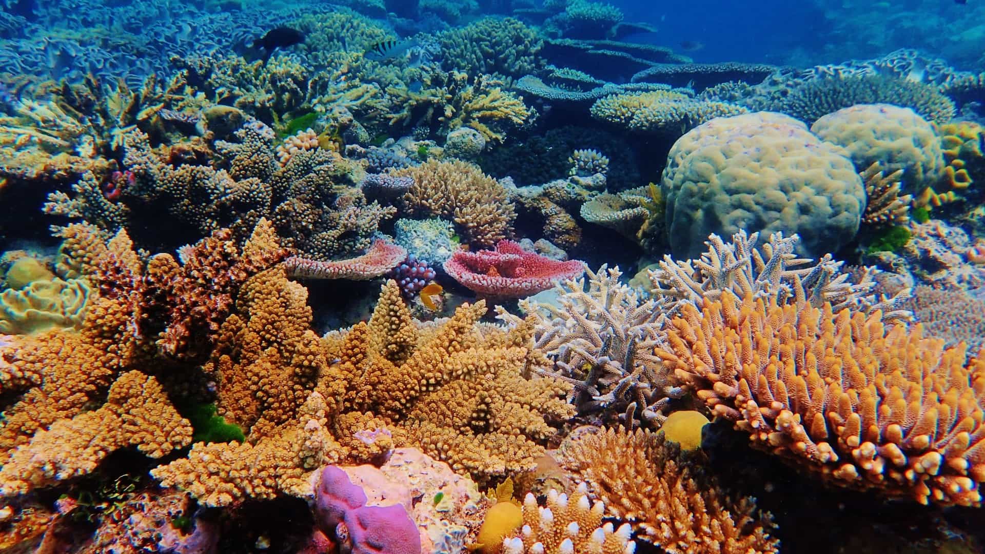A stunning underwater shot of vibrant and colorful coral reefs, including brain coral and branching corals, teeming with marine life in the Ribbon Reefs region of the Great Barrier Reef, Australia.