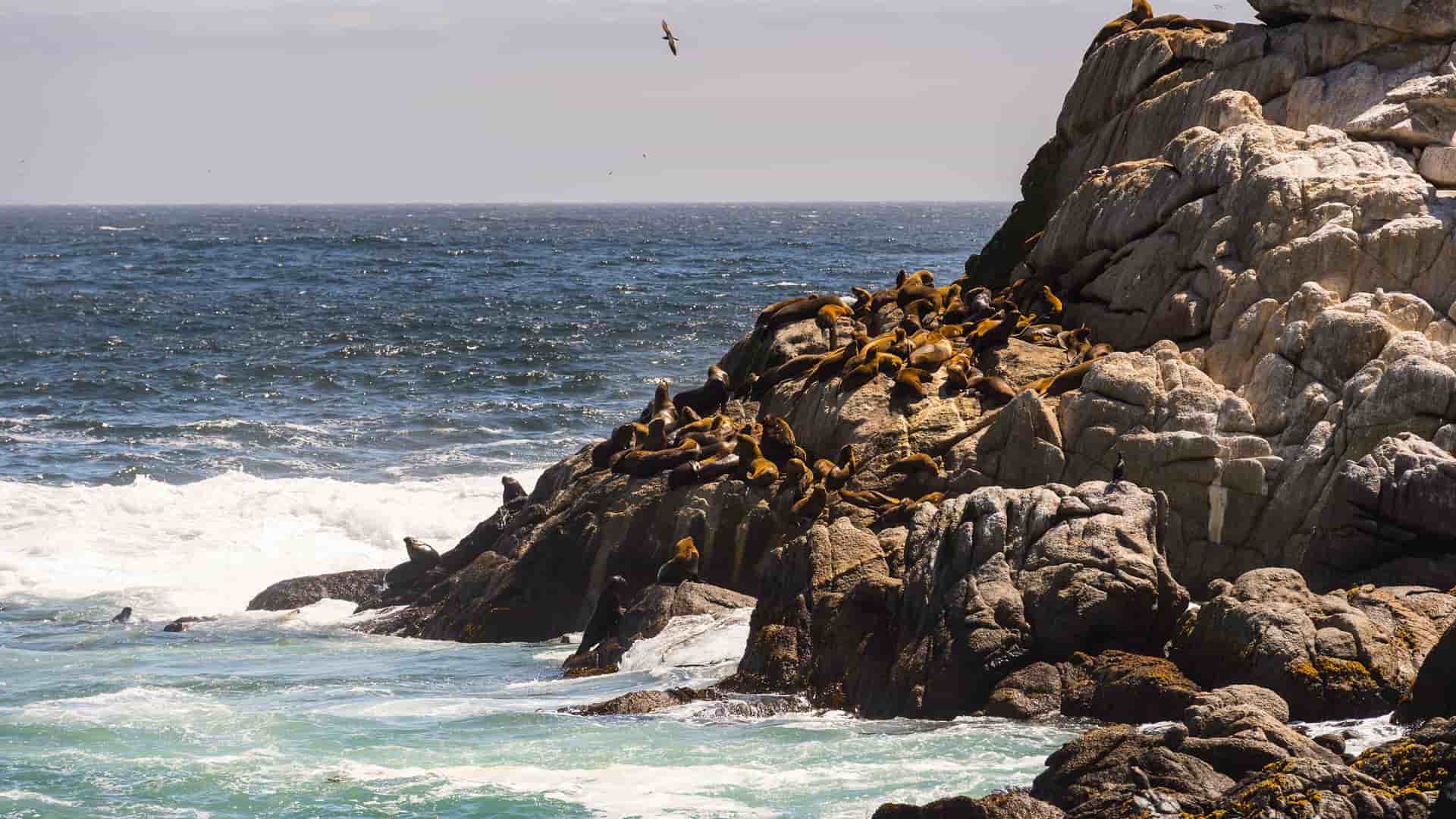 A rocky coastline on Robinson Crusoe Island, Chile, with a large colony of sea lions basking in the sun on the jagged cliffs overlooking the Pacific Ocean.