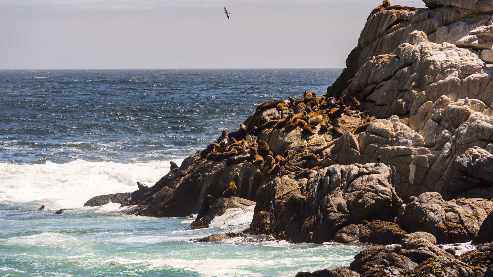 A rocky coastline on Robinson Crusoe Island, Chile, with a large colony of sea lions basking in the sun on the jagged cliffs overlooking the Pacific Ocean.