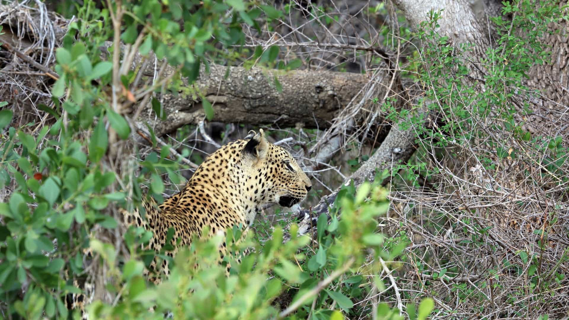 A spotted leopard is partially hidden behind bright green foliage and thorny branches in the Sabi Sabi bush.