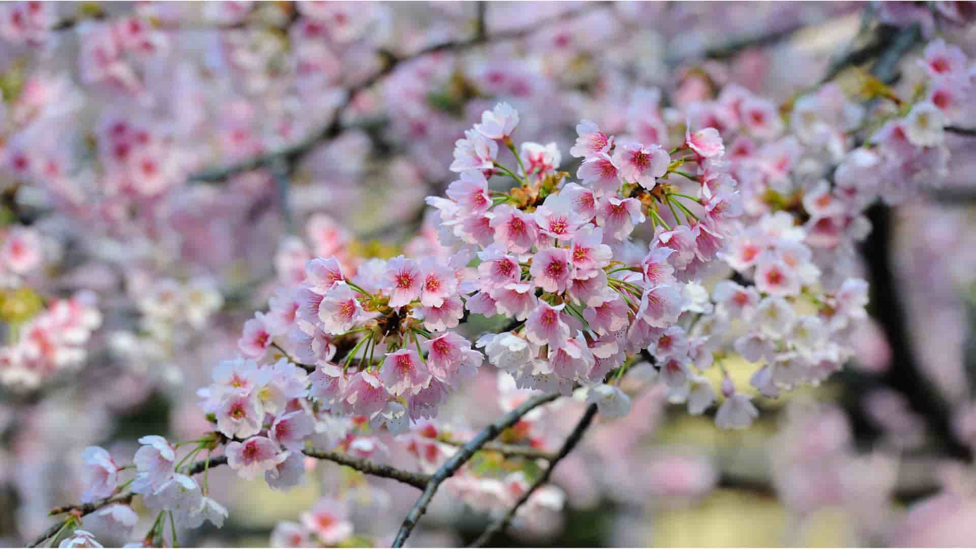 A close-up shot of a branch with delicate pink and white cherry blossoms, or 'sakura,' in full bloom during springtime in Sakaiminato, Japan.