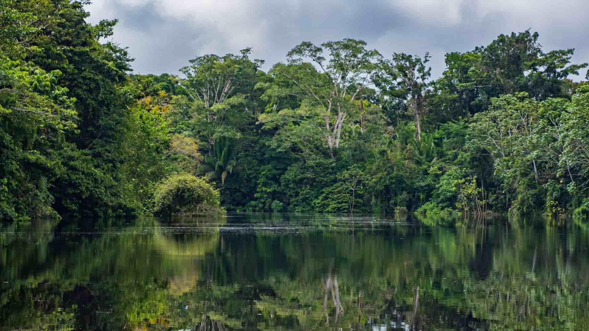 A peaceful view of the calm, dark waters of the Samiria River in the Peruvian Amazon, surrounded by a dense, green wall of lush tropical rainforest under a cloudy sky.