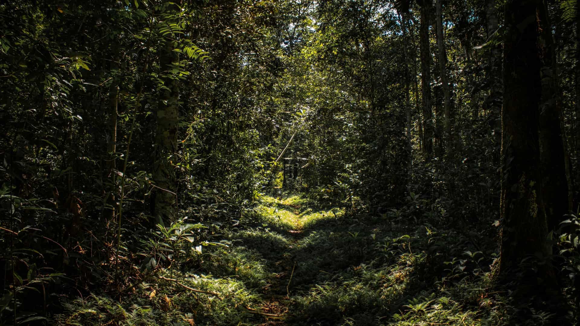 A path dappled with sunlight winding through the dense, lush rainforest of the San José de Sarapanga region in Peru, highlighting the rich greenery and tall trees of the Amazon jungle.