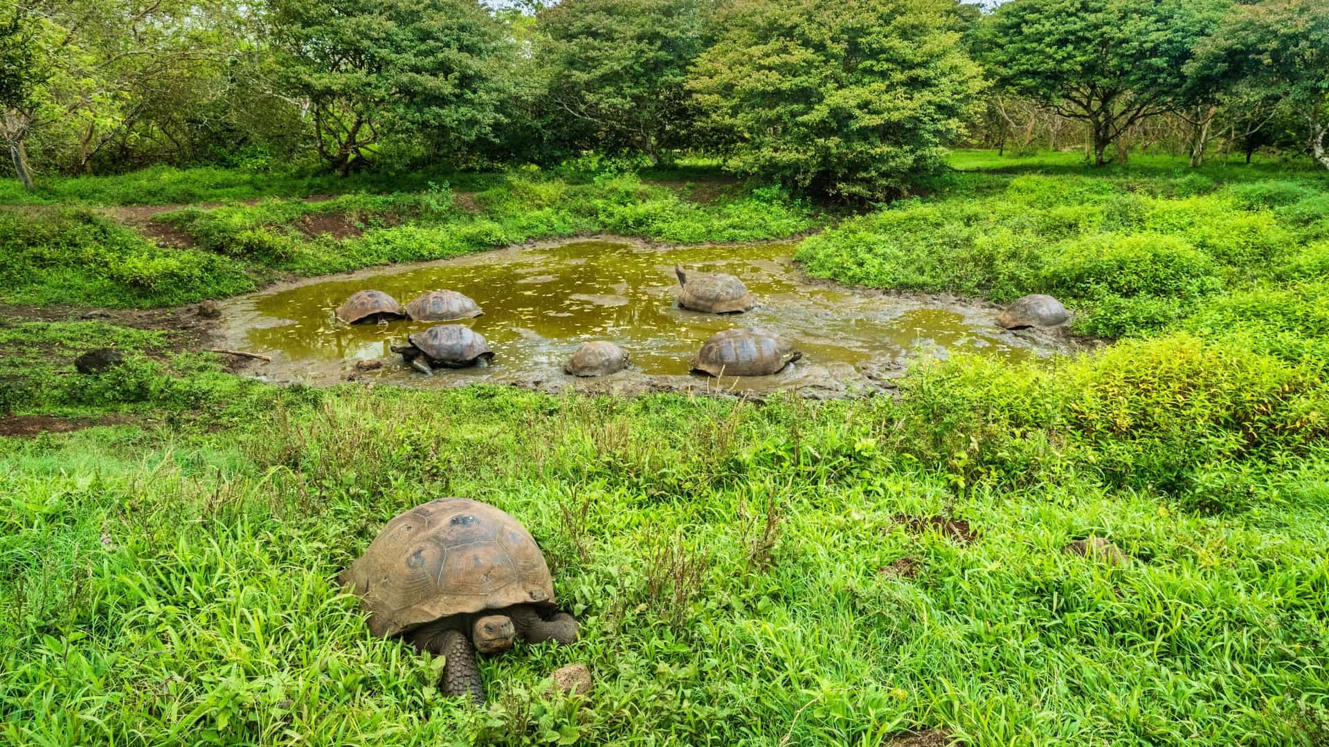 A scenic view of the Santa Cruz Highlands in the Galápagos Islands, with giant tortoises in their natural habitat, some grazing on the grassy banks and others cooling off in a muddy pond.