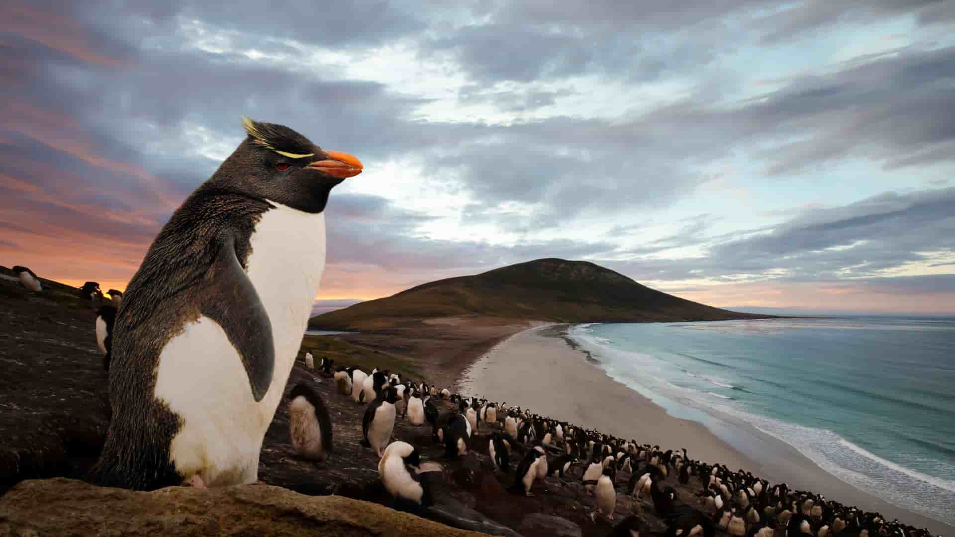 A majestic rockhopper penguin standing on a rocky cliff, looking out at a large colony of penguins on a sandy beach on Saunders Island, Falkland Islands.