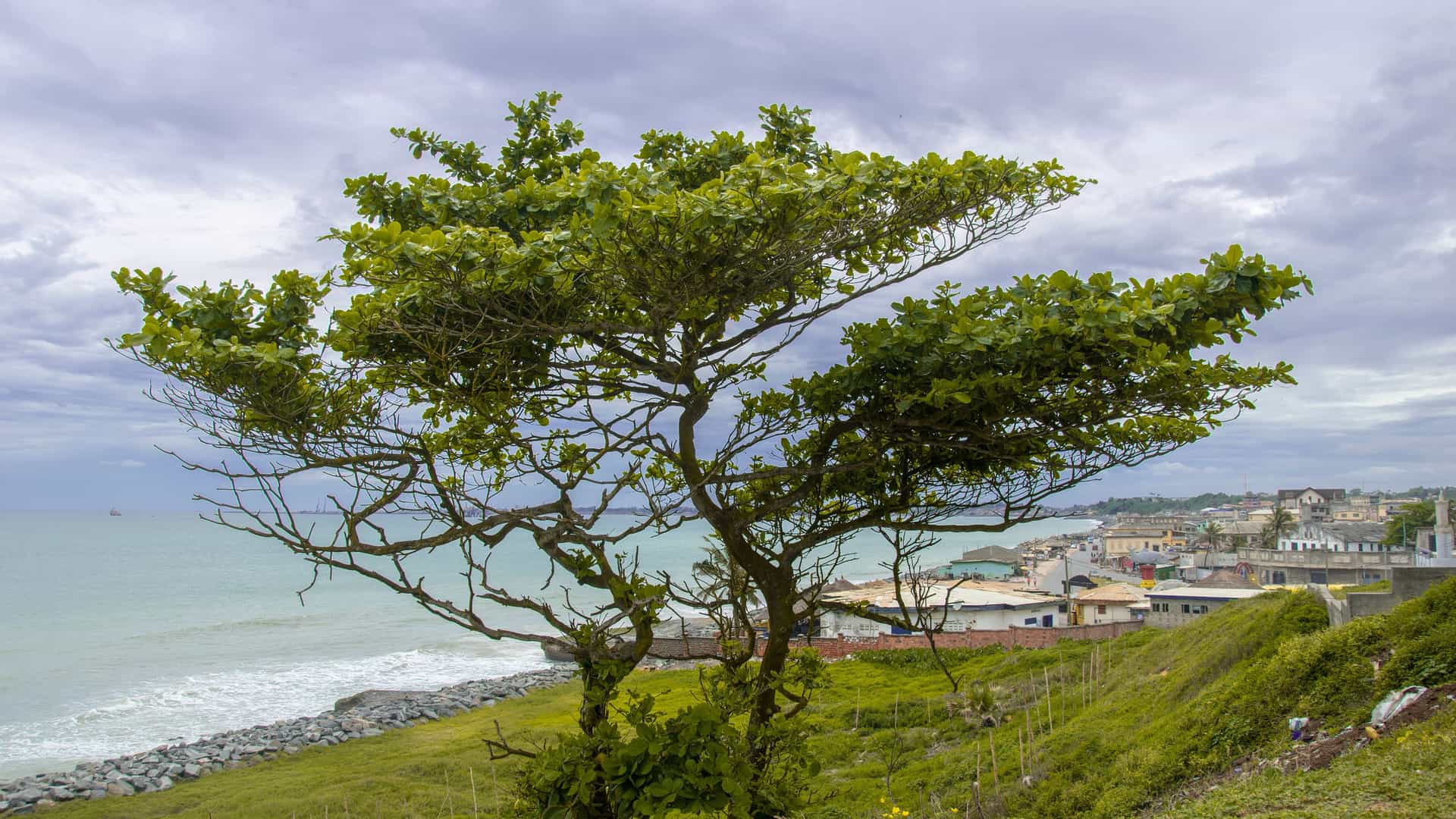 "A wide shot of the coastline in Sekondi, Ghana, with a prominent tree in the foreground, overlooking the calm ocean and the town's buildings nestled on the shoreline. "