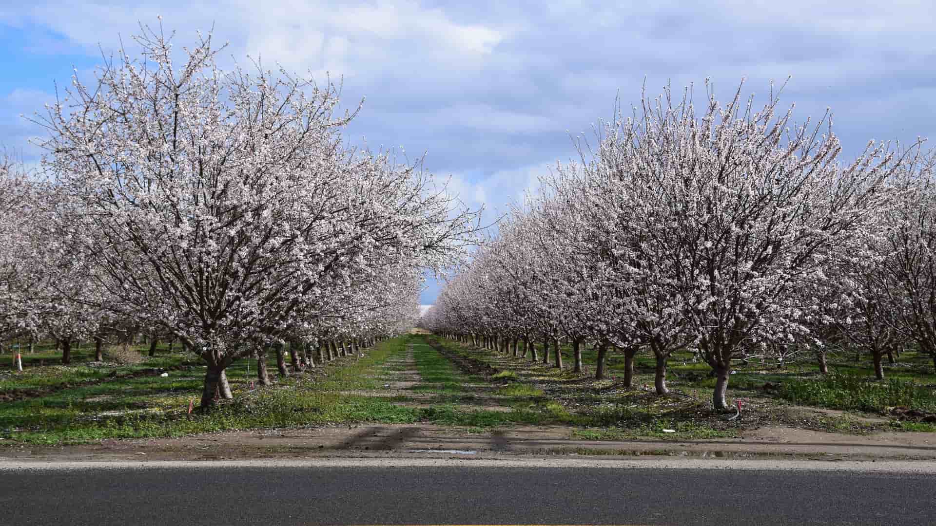 "A long view of a symmetrical almond orchard in full white bloom, a popular agricultural destination near Selma, California, known for its beautiful blossoms in the spring. "