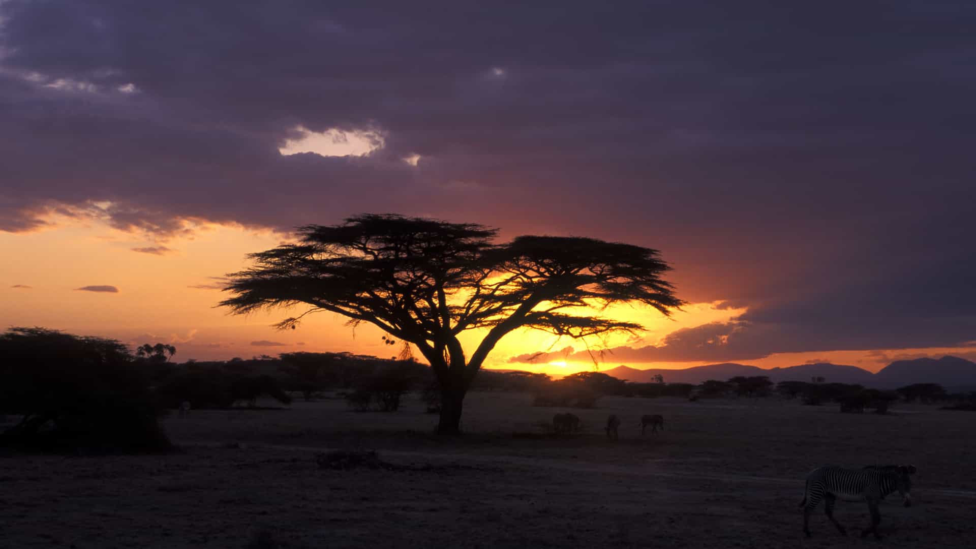 "A dramatic African savanna sunset in Shaba National Reserve, Kenya, with a silhouette of an acacia tree, and zebras in the foreground. "