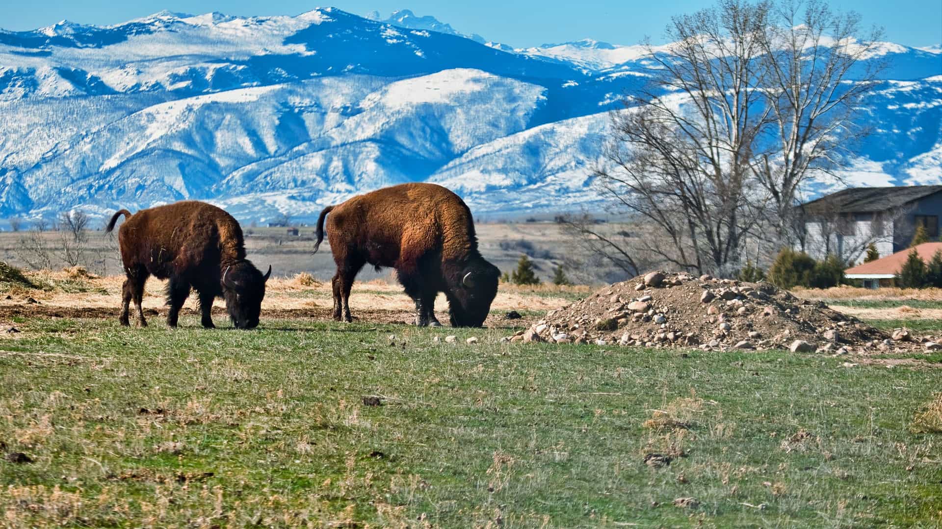 "A stunning landscape view of two bison grazing in a field, with the snow-covered peaks of the Bighorn Mountains visible in the distance near Sheridan, Wyoming. "