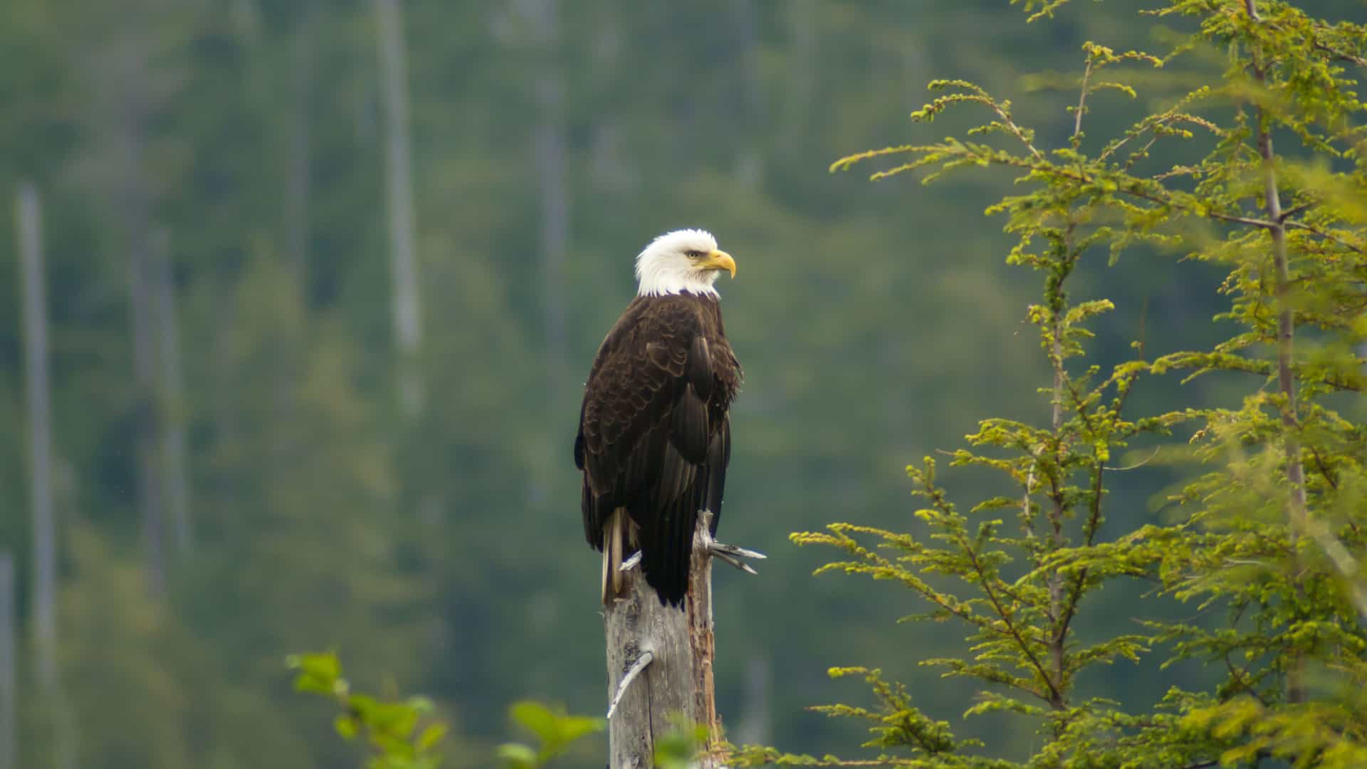 A close-up of a majestic bald eagle perched on a wooden post in a forest near Sitka, Alaska, with its distinctive white head and yellow beak visible.