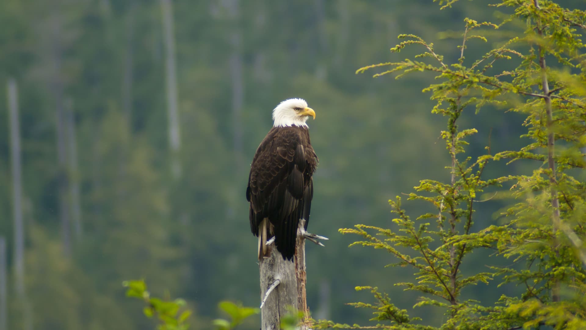 A close-up of a majestic bald eagle perched on a wooden post in a forest near Sitka, Alaska, with its distinctive white head and yellow beak visible.